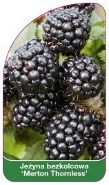 etykieta-szkolkarska-jezyna-bezkolcowa-merton-thornless