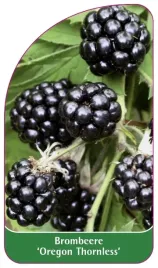 etykieta-szkolkarska-jezyna-bezkolcowa-oregon-thornless