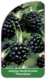 etykieta-szkolkarska-jezyna-bezkolcowa-thornfree