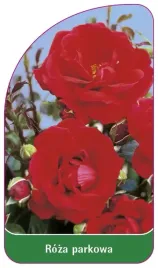 etykieta-szkolkarska-roza-parkowa-407-standard