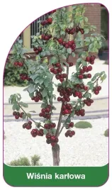 etykieta-szkolkarska-wisnia-karlowa