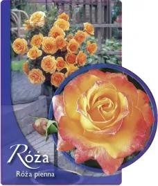 etykieta-szkolkarska-roza-pienna-48-a