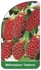 etykieta-szkolkarska-malinojezyna-tayberry