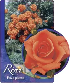 etykieta-szkolkarska-roza-pienna-9-a