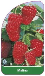 etykieta-szkolkarska-malina-czerwona-ii