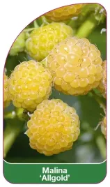 etykieta-szkolkarska-malina-allgold