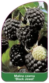 etykieta-szkolkarska-malina-czarna-black-jewel-a