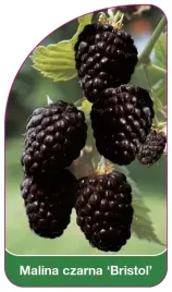 etykieta-szkolkarska-malina-czarna-bristol
