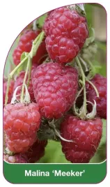 etykieta-szkolkarska-malina-meeker