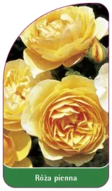 etykieta-szkolkarska-roza-pienna-47