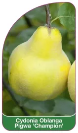 etykieta-szkolkarska-cydonia-oblanga-pigwa-champion