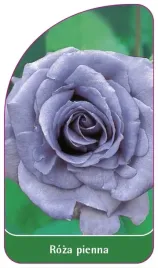 etykieta-szkolkarska-roza-pienna-5