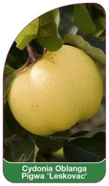 etykieta-szkolkarska-cydonia-oblanga-pigwa-leskovac