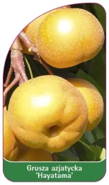 etykieta-szkolkarska-grusza-azjatycka-hayatama
