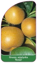 etykieta-szkolkarska-grusza-azjatycka-kosui