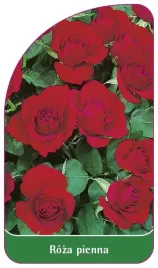 etykieta-szkolkarska-roza-pienna-53