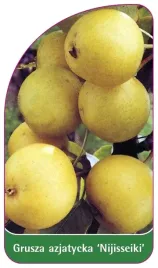 etykieta-szkolkarska-grusza-azjatycka-nijisseiki