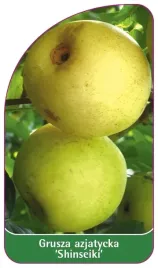 etykieta-szkolkarska-grusza-azjatycka-shinseiki