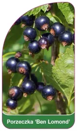 etykieta-szkolkarska-porzeczka-ben-lemond