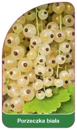 etykieta-szkolkarska-porzeczka-biala