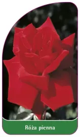 etykieta-szkolkarska-roza-pienna-65