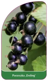 etykieta-szkolkarska-porzeczka-ersling