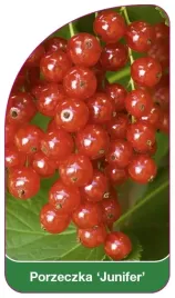 etykieta-szkolkarska-porzeczka-junifer