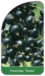 etykieta-szkolkarska-porzeczka-tsema