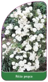 etykieta-szkolkarska-roza-pnaca-310-b-standard