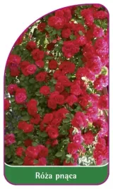 etykieta-szkolkarska-roza-pnaca-312-a-mini