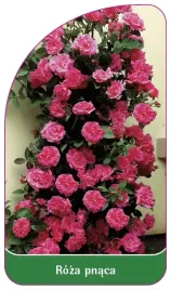 etykieta-szkolkarska-roza-pnaca-314-a-standard