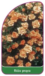 etykieta-szkolkarska-roza-pnaca-315-a-mini