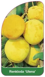 etykieta-szkolkarska-renkloda-ulena