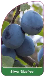etykieta-szkolkarska-sliwa-bluefree