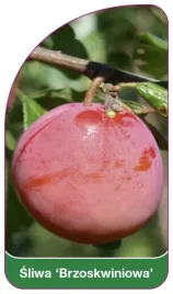 etykieta-szkolkarska-sliwa-brzoskwiniowa