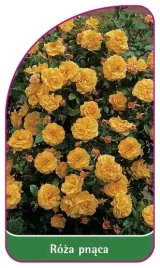 etykieta-szkolkarska-roza-pnaca-316-a-mini