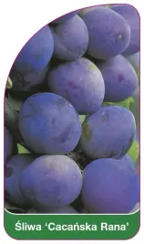 etykieta-szkolkarska-sliwa-cacanska-rana