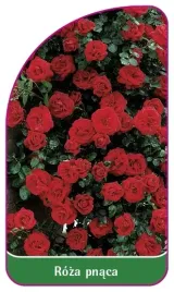 etykieta-szkolkarska-roza-pnaca-324-a-mini