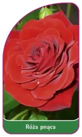 etykieta-szkolkarska-roza-pnaca-328-mini