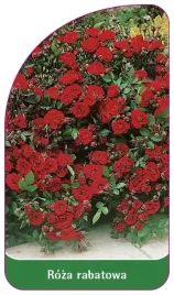 etykieta-szkolkarska-roza-rabatowa-100-a