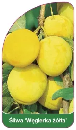 etykieta-szkolkarska-sliwa-wegierka-zolta