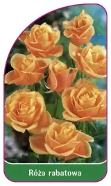 etykieta-szkolkarska-roza-rabatowa-107-a
