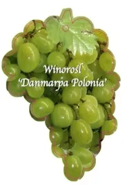 etykieta-szkolkarska-winorosl-danmarpa-polonia