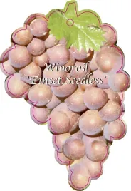 etykieta-szkolkarska-winorosl-einset-seedless-jumbo