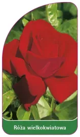 etykieta-szkolkarska-roza-wielkokwiatowa-210-standard