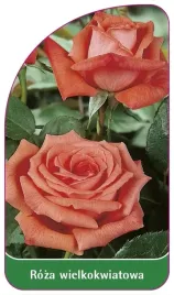 etykieta-szkolkarska-roza-wielkokwiatowa-219-standard