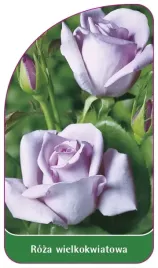etykieta-szkolkarska-roza-wielkokwiatowa-232-standard
