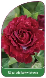 etykieta-szkolkarska-roza-wielkokwiatowa-233-standard