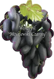 etykieta-szkolkarska-winorosl-moskiewski-czarny-jumbo