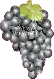 etykieta-szkolkarska-winorosl-muscat-blue-jumbo